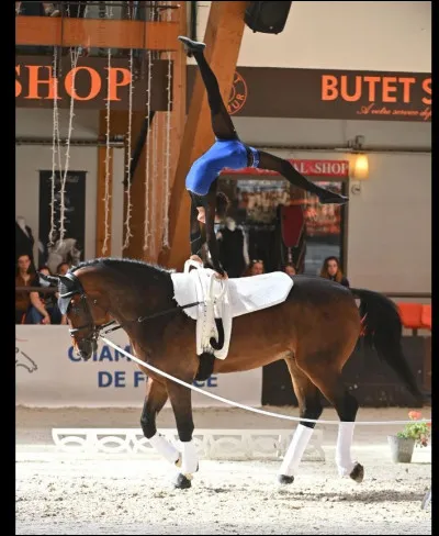 Quelle est la discipline équestre qui consiste à faire des figures sur son cheval tenu en longe ?