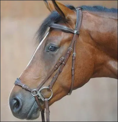 Lorsque tu mènes ton cheval au manège, où dois-tu te placer ?