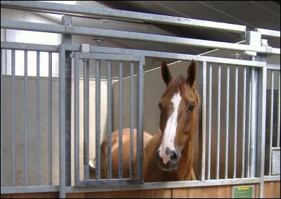 Lorsque tu abordes un cheval dans son box pour ta sécurité, tu dois :