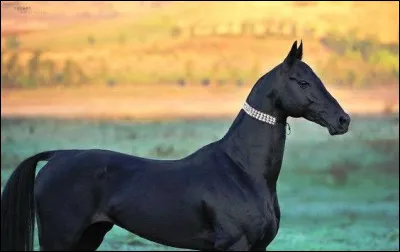 Il est élu le plus beau cheval au monde.