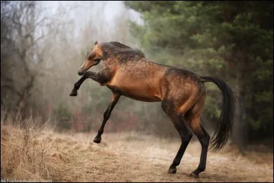 L'akhal-téké peut avoir pratiquement toutes les robes sauf gris pommelé et rouan.