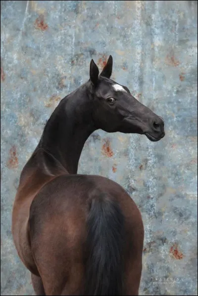 Il atteint en moyenne 1,60 m. Mais certains atteignent plus.