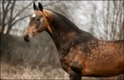Bien qu'il soit un athlète musclé et endurant. Il est plus léger qu'on ne le pense !