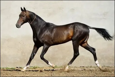 Vrai ou faux ? L'akhal-téké a une peau extrêmement fine.