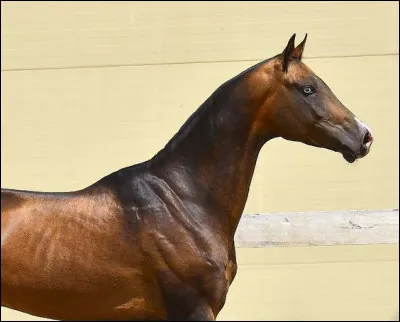 Dans quelle discipline équestre est-il le plus souvent utilisé ?