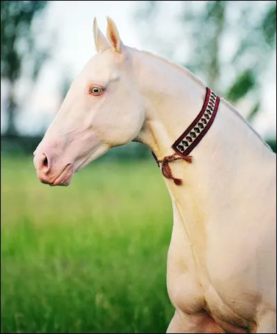 Vrai ou faux ? Il fut longtemps utilisé dans les cirques de Moscou.