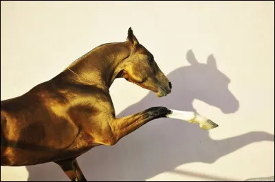 Quelle est son espérance de vie ?