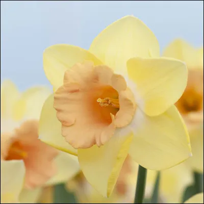 Quelle est ta qualité ?