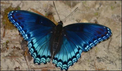 Quel est ton animal ?