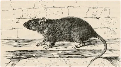 "Sire rat accourut, et fit tant par ses dents"