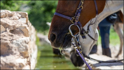 Un cheval boit en moyenne par jour :