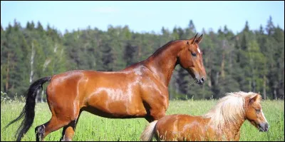 Parmi ces races de chevaux rencontrées en club, laquelle appartient à celle d'un poney ?