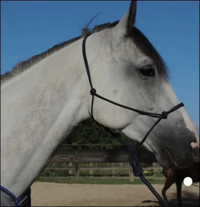 Lorsque tu mènes en main ton cheval tu te places :