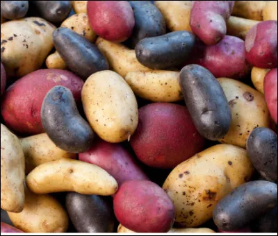 Il existe combien de variétés de pommes de terre en France ?