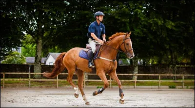 Le galop est une allure :