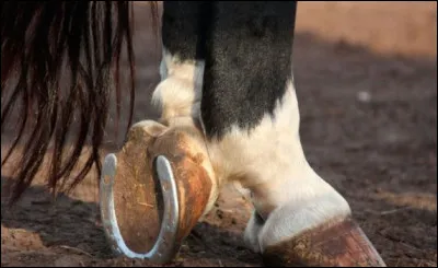 À quelle fréquence le cheval doit-il être referré ?