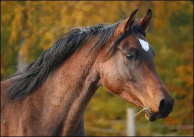 Comment se nomme la marque blanche sur la tête de ce cheval ?