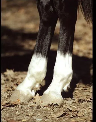 Comment se nomment les balzanes de ce cheval ?