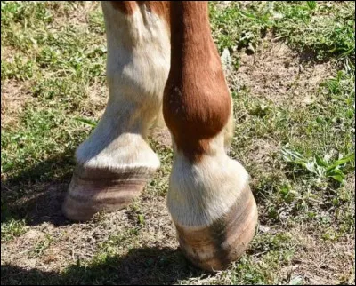 Tu t'aperçois qu'un sabot de ta monture est chaud avant la reprise, que dois-tu faire ?