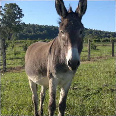 Quel est cet animal ?