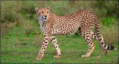 Quel est cet animal ?