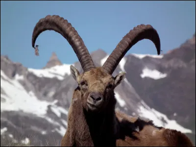 Quel est cet animal ?