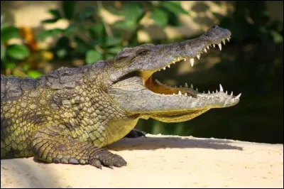 Quel est cet animal ?