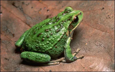 Quel est cet animal ?