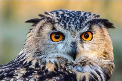 Quel est cet animal ?