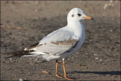Quel est cet animal ?