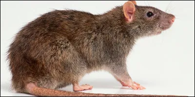 Quel est cet animal ?