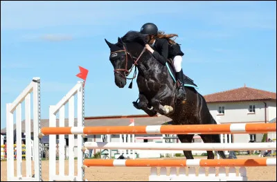 Quelle est la race de cheval qui est le mieux pour le CSO ?