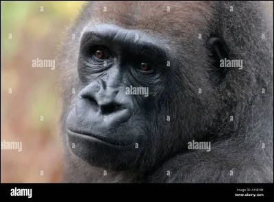 De quel animal s'agit-il ?