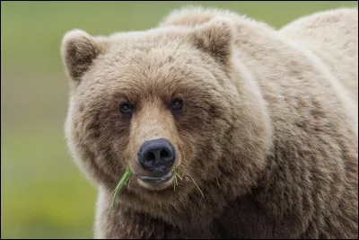 De quel animal s'agit-il ?