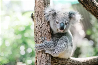 De quel animal s'agit-il ?