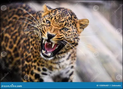 De quel animal s'agit-il ?