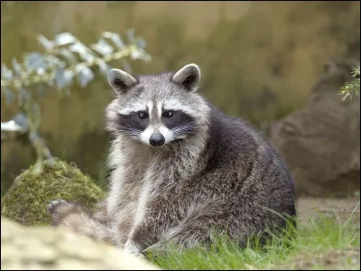 De quel animal s'agit-il ?