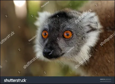 De quel animal s'agit-il ?