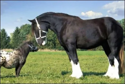 Pour toi, quelle est la taille id&eacute;ale d'un cheval ?