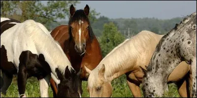 Quelle robe pr&eacute;f&egrave;res-tu ?