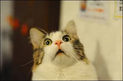 Tu rentre enfin chez toi et tes parents te demandent pourquoi tu es essoufflé(e) comme ça. Tu leur réponds...