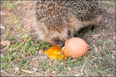 Lun des aliments suivant est dangereux, voire mortel, pour les hérissons ; lequel ?