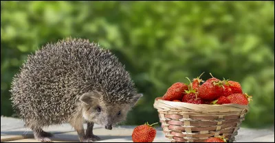 Des études ont montré que le hérisson délaissait :