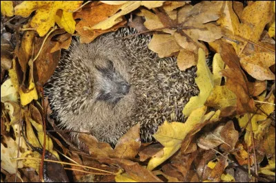 Le hérisson hiberne mais qui, de la femelle ou du mâle, entre en hibernation en premier ?