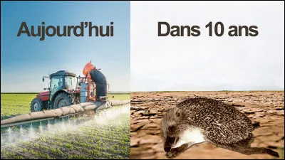 Un danger bien plus grand menace cependant le hérisson. Il sagit de :