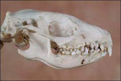 Le hérisson est lun des plus anciens mammifères, il est apparu...