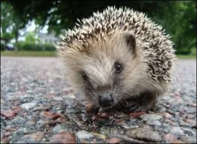 « Bougre de crème d'emplâtre à la graisse de hérisson » est une expression issue du vocabulaire :