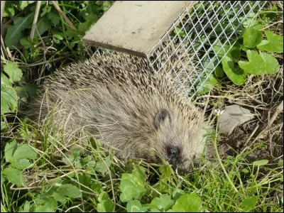 Avant 1960, le hérisson était considéré comme :