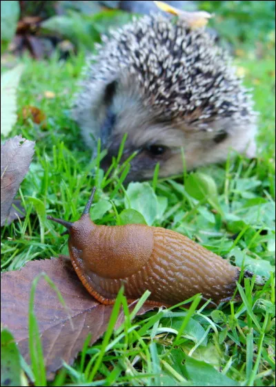 De nos jours, le hérisson est considéré comme :