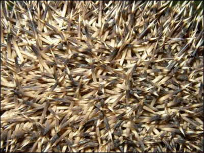 Combien de piquants possède un hérisson adulte ?